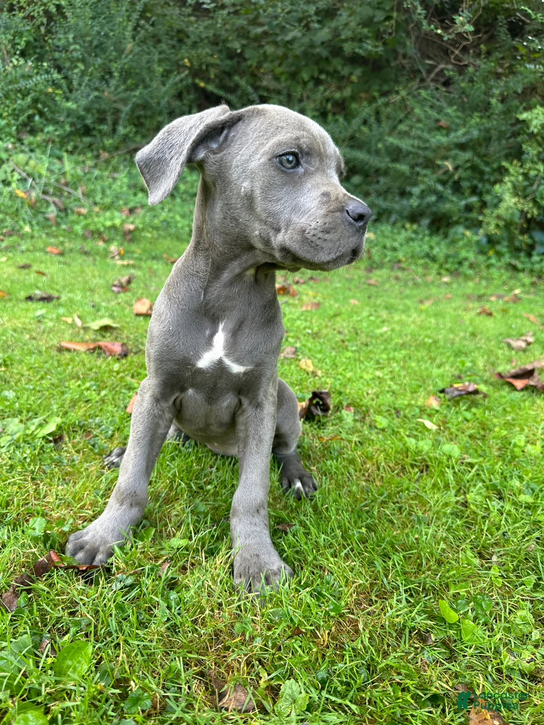 Cane Corso dogs for sale: Willow - Ad 1