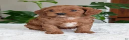 Cavapoo dogs for sale: Sara - Ad 3
