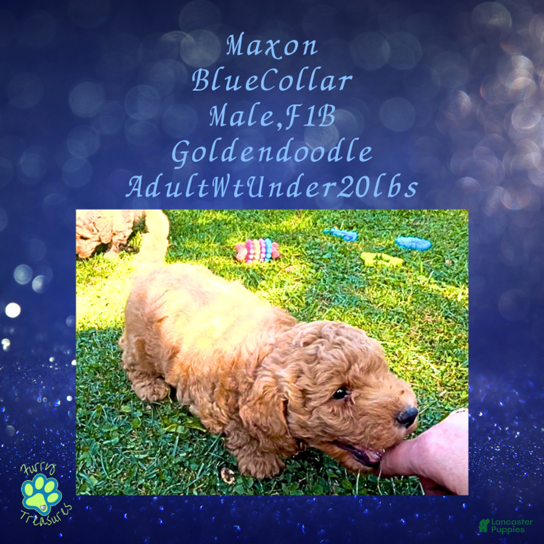 Goldendoodle dogs for sale: Maxon “ Blue Collar” Male - Ad 8