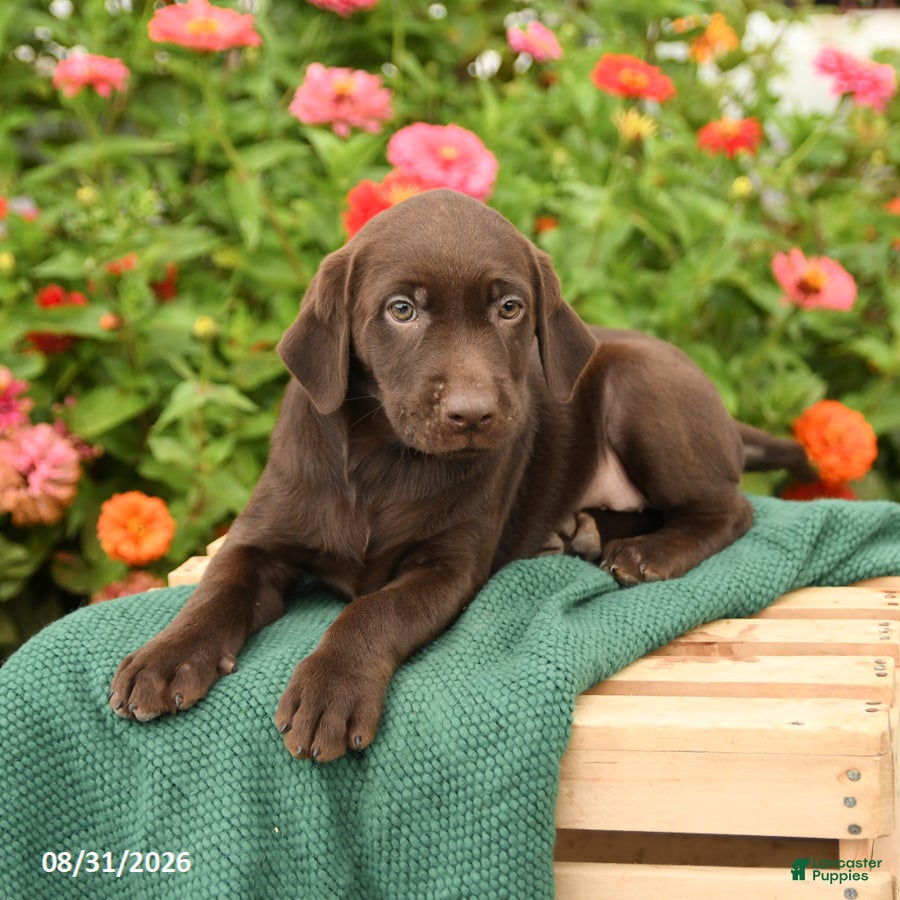 Labrador Retriever dogs Kenzie - Ad 2