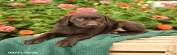 Labrador Retriever dogs for sale: Kenzie - Ad 2