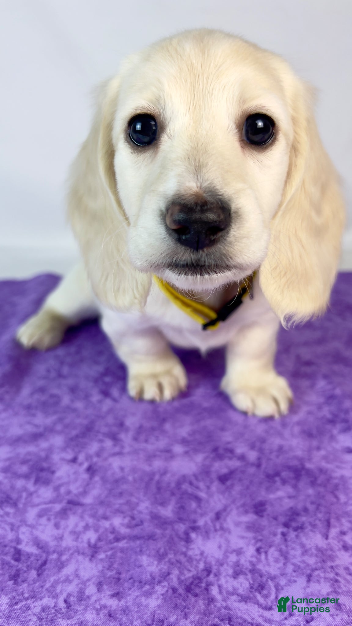 Miniature Dachshund dogs Mozzarella - Ad 2