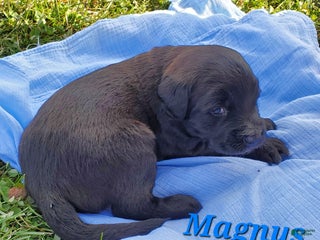 Mixed Breed dogs - Ad 15