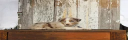 Australian Cattle Dog dogs for sale: Zeva - Ad 3
