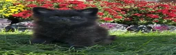 Pomeranian dogs for sale: Nala - Ad 1