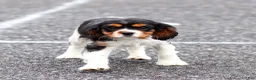 Cavalier King Charles Spaniel dogs for sale: Frost the Cavalier King Charles Spaniel - Ad 7