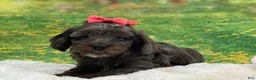 Cavapoo dogs for sale: Belle - Ad 2