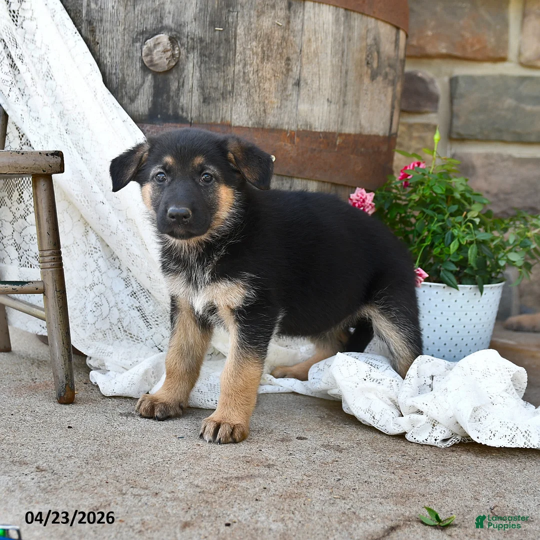 German Shepherd dogs for sale: Sandy - Ad 1