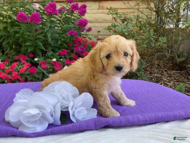 Cavapoo dogs Hadley - Ad 1