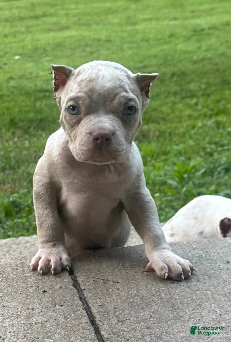 American Bully dogs Diesel  - Ad 1