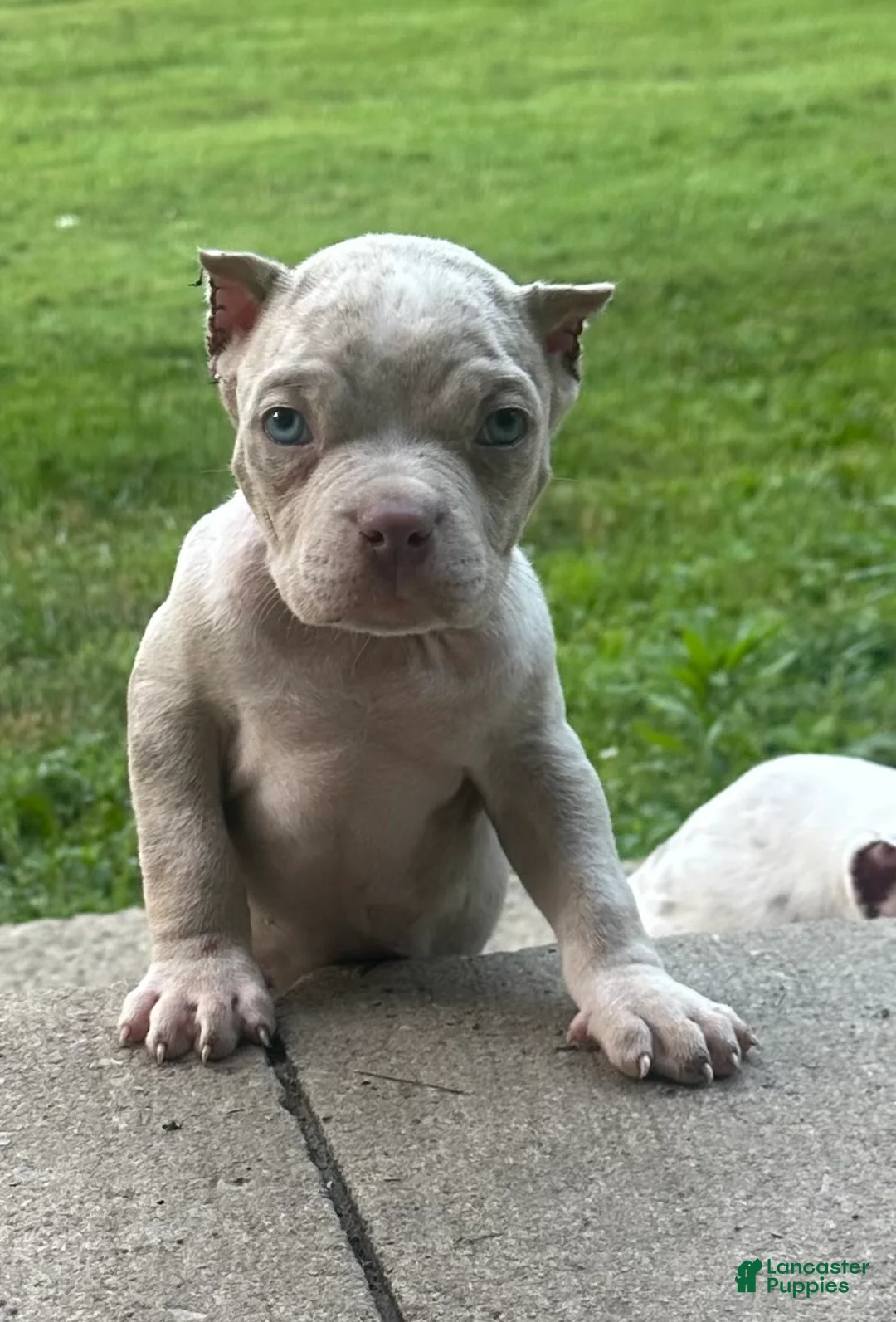 American Bully dogs for sale: Diesel  - Ad 1