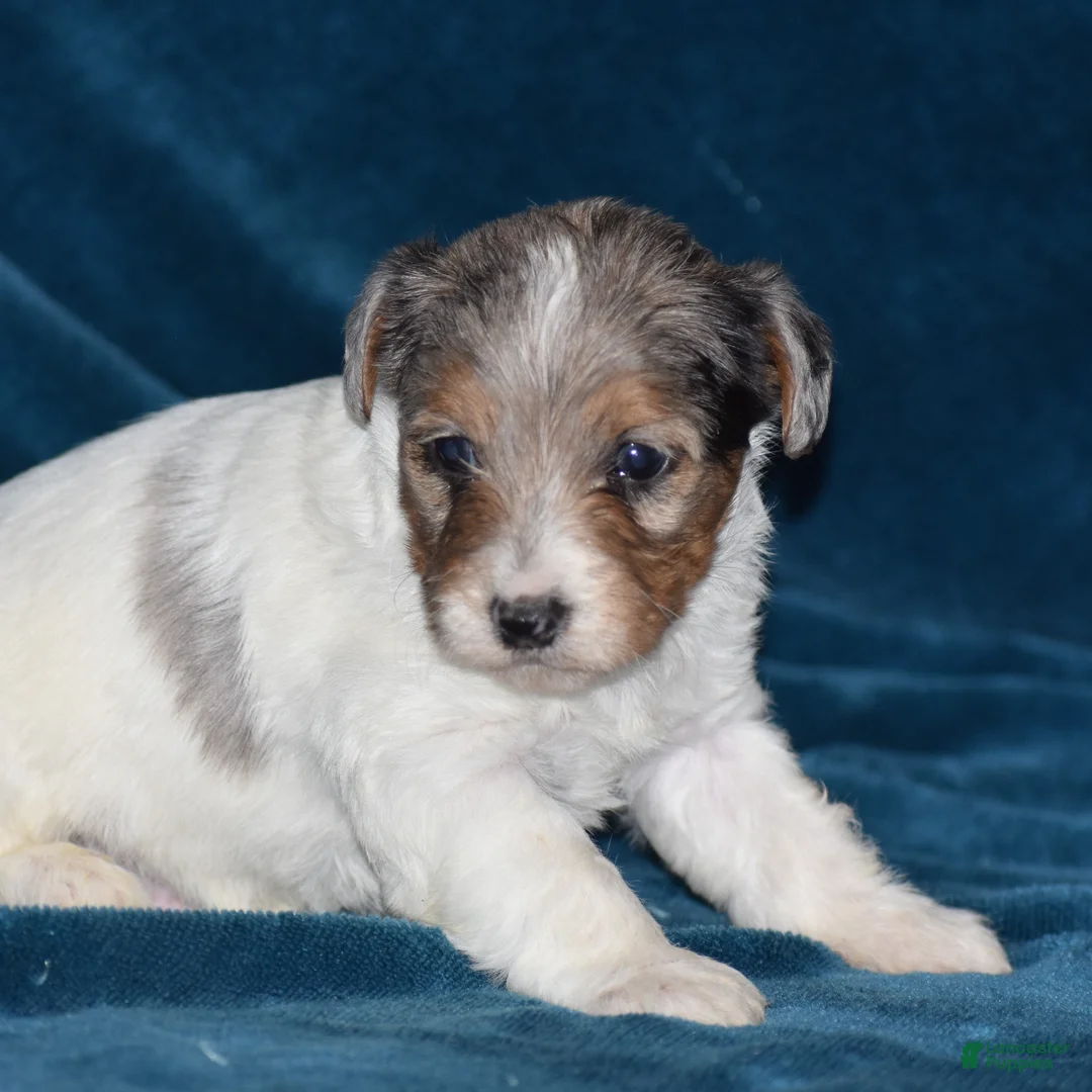 Yorkiepoo dogs for sale: Verl - Ad 1