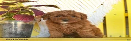 Miniature Poodle dogs for sale: Fern  - Ad 4