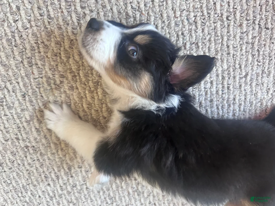 Australian Shepherd dogs for sale: Boulder - Ad 3