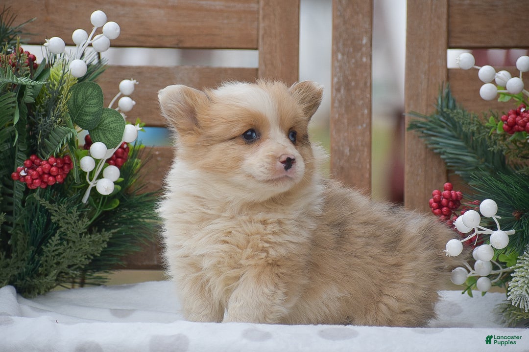 Welsh Corgi Pembroke dogs for sale: Morocco - Ad 3