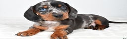 Miniature Dachshund dogs for sale: Theo - Ad 2