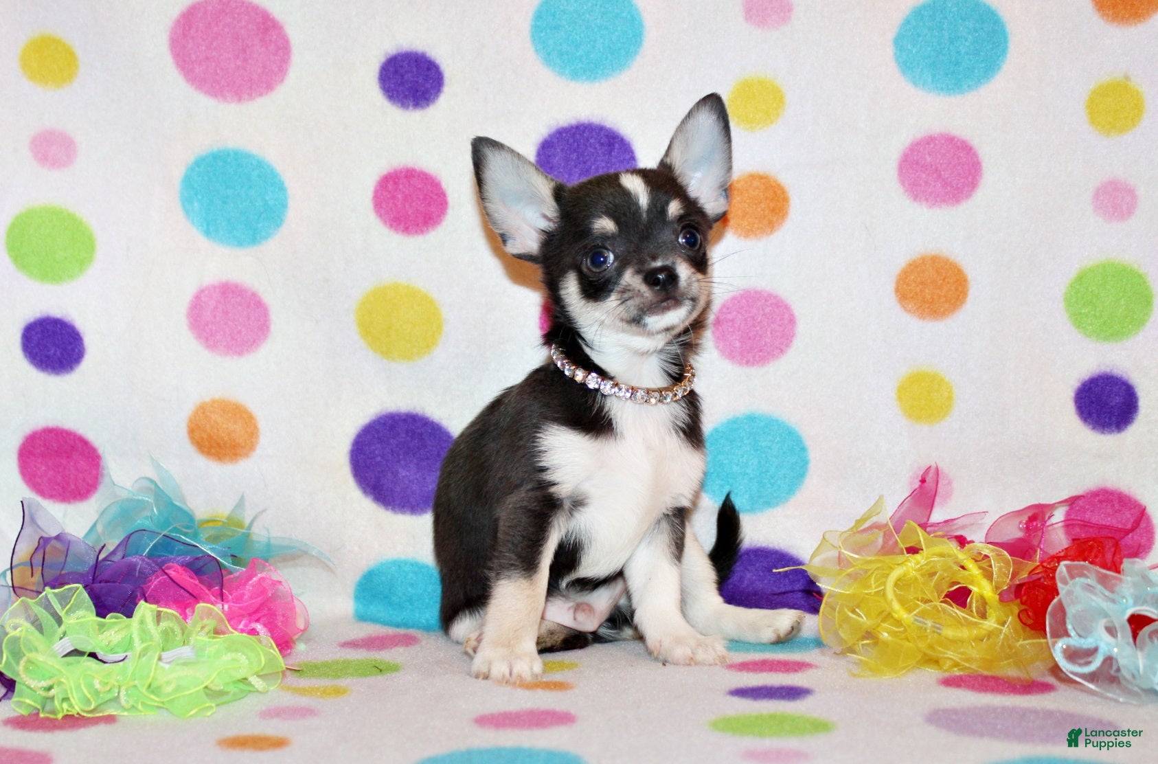 Chihuahua dogs Oscar - Ad 1