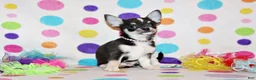 Chihuahua dogs for sale: Oscar - Ad 1