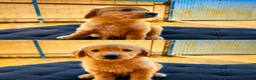 Golden Retriever dogs for sale: Female 2 - Ad 1