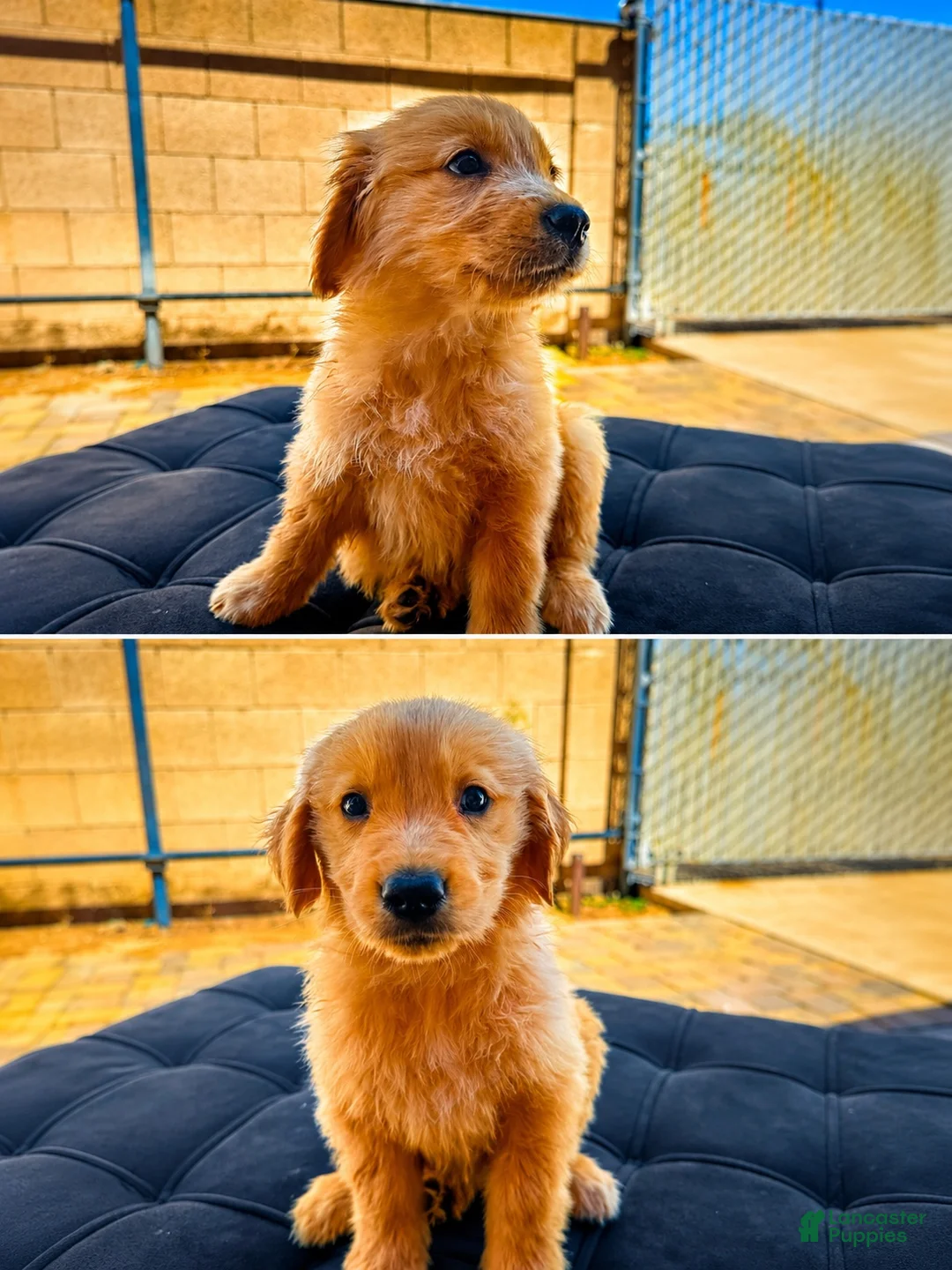 Golden Retriever dogs for sale: Female 2 - Ad 1