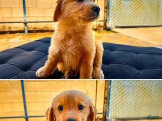 Golden Retriever dogs Female 2 - Ad 3