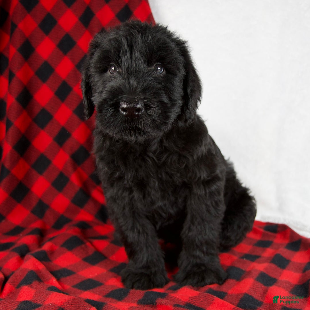 Giant Schnauzer dogs for sale: Austin - Ad 6