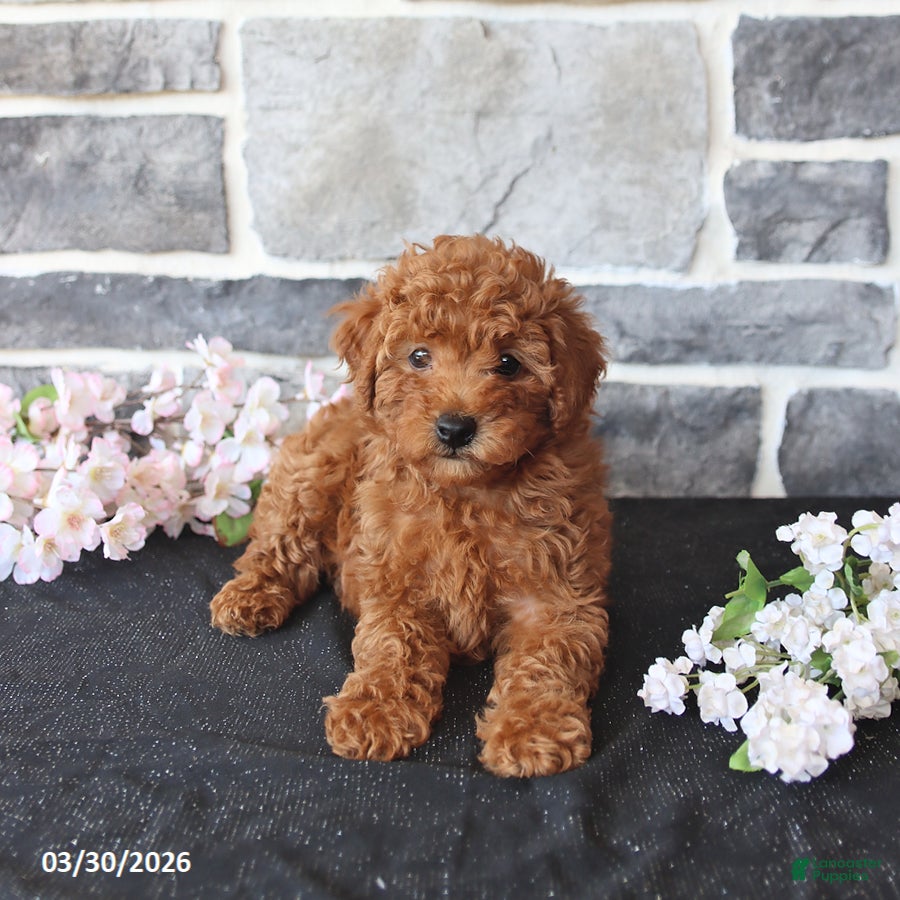 Miniature Poodle dogs Solomon - Ad 2