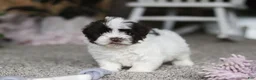 Havanese dogs for sale: Jayla - Ad 4