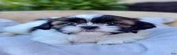 Shih Tzu dogs for sale: AKC Leo - Ad 6