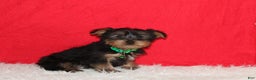 Yorkshire Terrier dogs for sale: Dustin - Ad 17