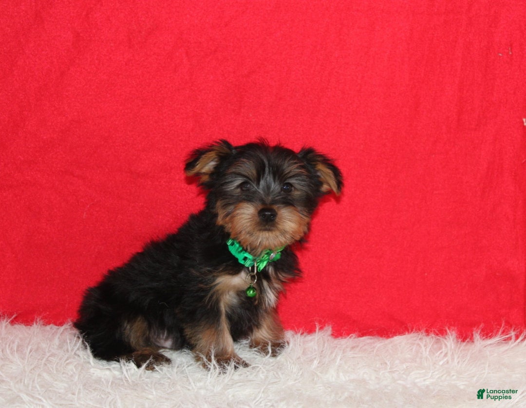 Yorkshire Terrier dogs for sale: Dustin - Ad 17