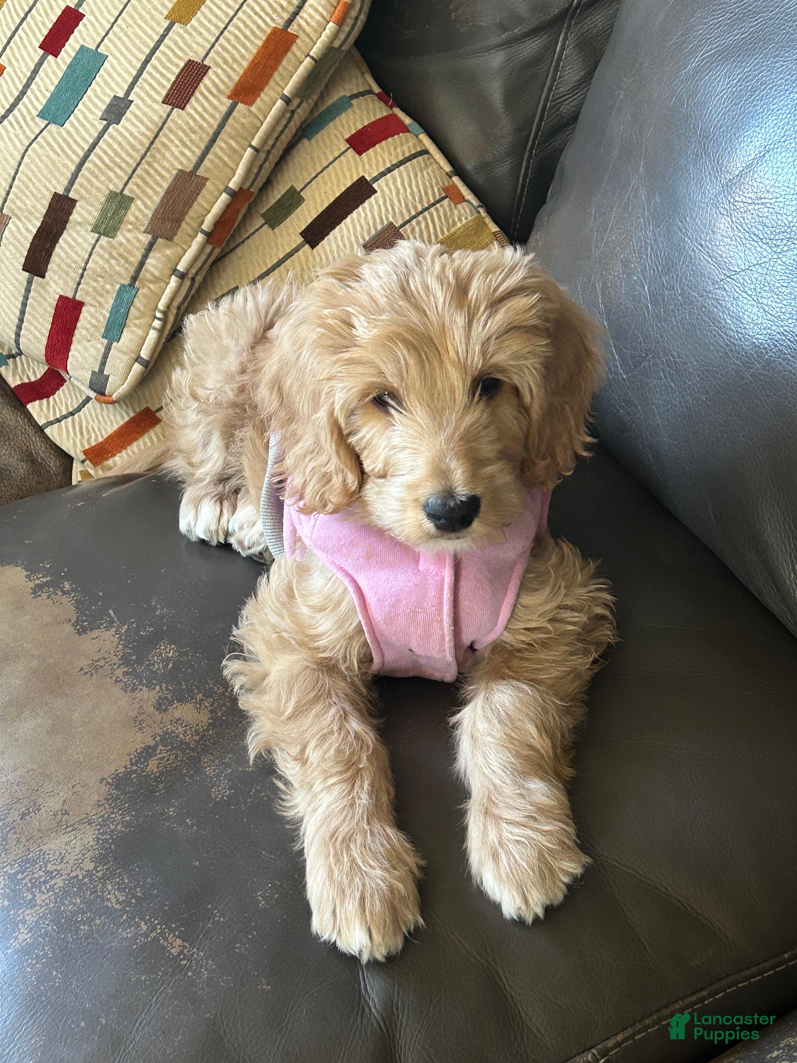 Goldendoodle dogs CHANEL  - Ad 1