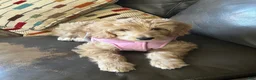 Goldendoodle dogs for sale: CHANEL  - Ad 1