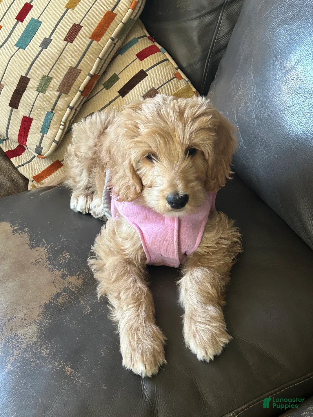 Goldendoodle dogs for sale: CHANEL  - Ad 1