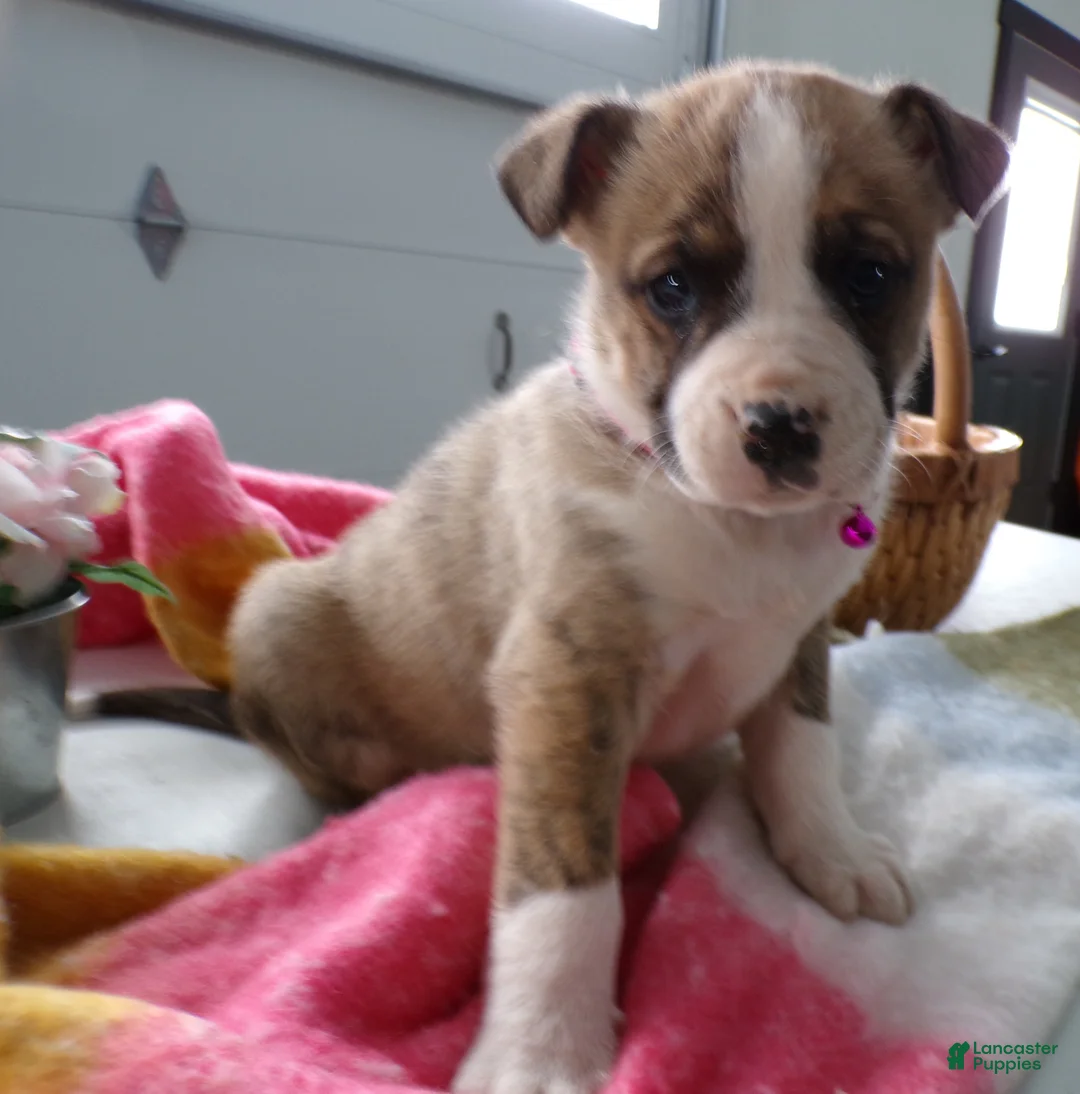 Boxer dogs for sale: Boxer Puppy 4 Bo - Ad 2