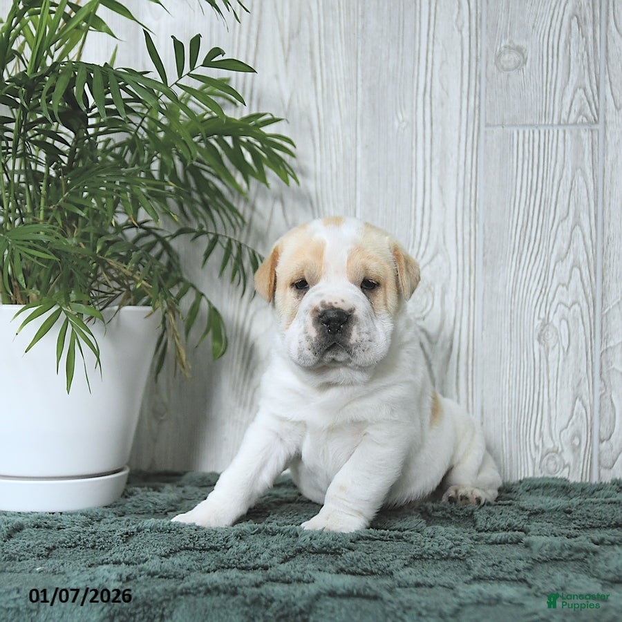 Mini Hippo dogs Gizmo - Ad 4