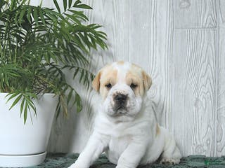 Mini Hippo dogs Gizmo - Ad 4