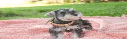 Miniature Schnauzer dogs for sale: Nellie Belle - Ad 3