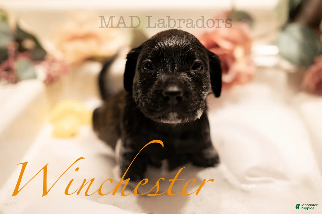 Labrador Retriever dogs for sale: Winchester - Ad 2