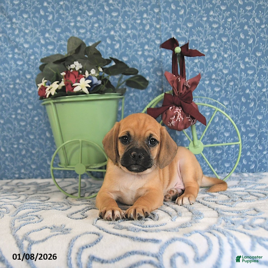 Puggle dogs for sale: Kiko - Ad 4