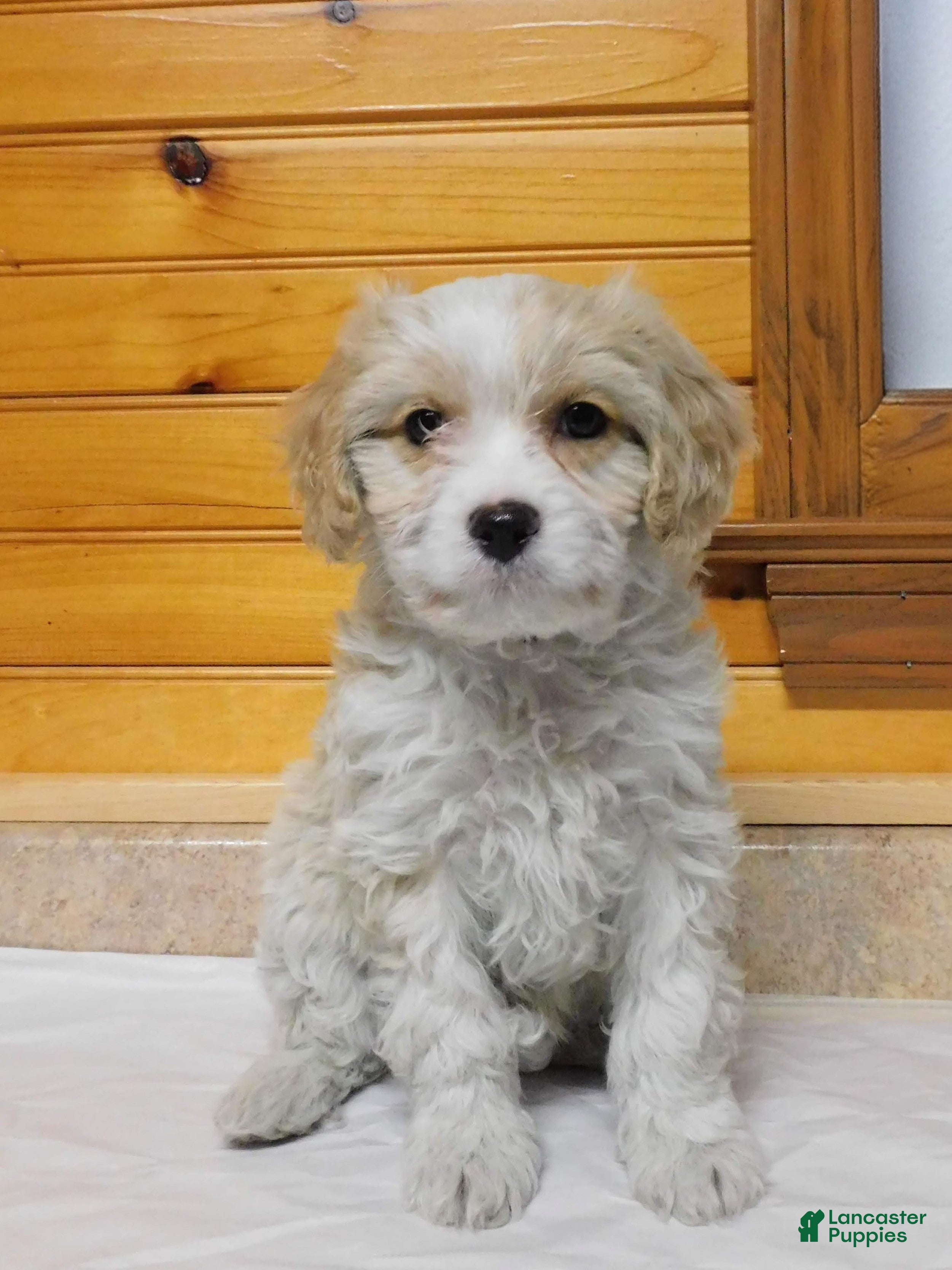 Cavachon dogs Romo - Ad 1