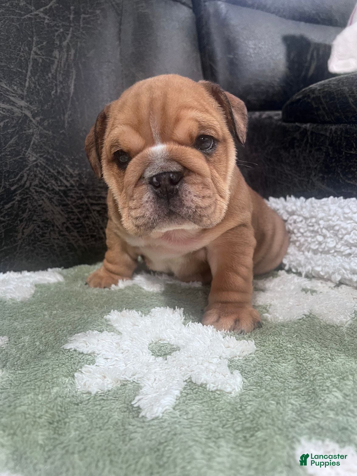 English Bulldog dogs for sale: Brownie  - Ad 2