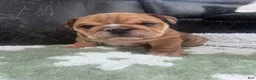 English Bulldog dogs for sale: Brownie  - Ad 1