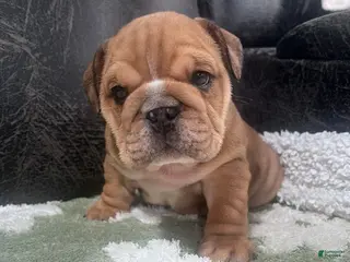 English Bulldog dogs for sale: Brownie - Ad 2