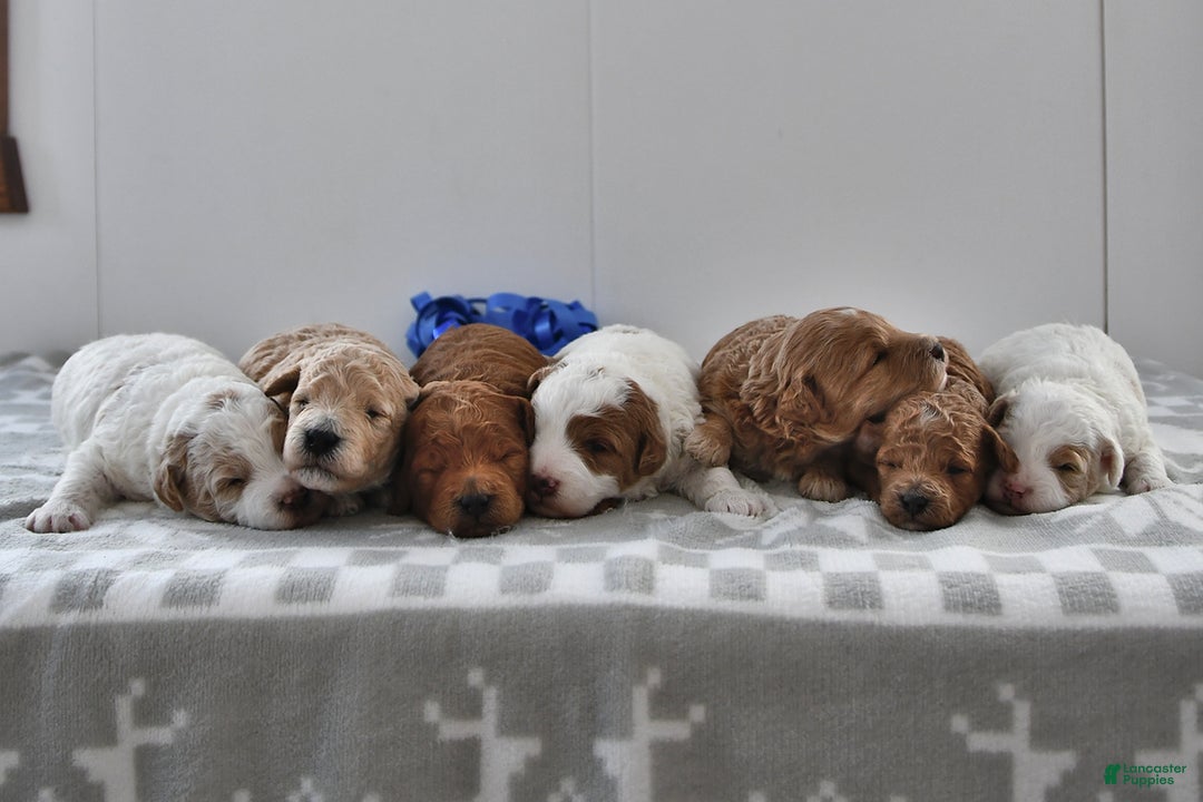Mini Goldendoodle dogs for sale: Prince   - Ad 5