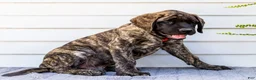English Mastiff dogs for sale: Max - Ad 7