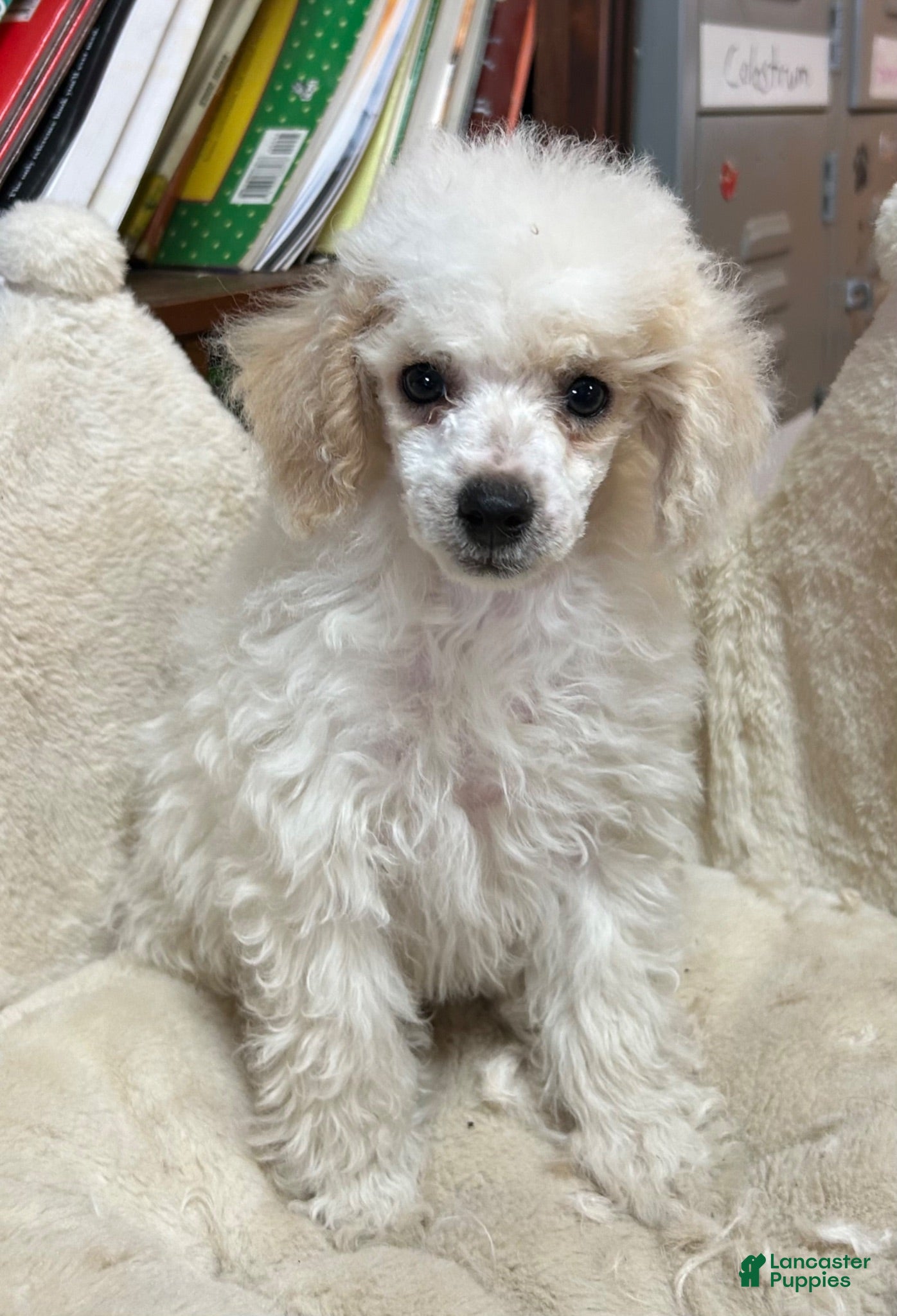Miniature Poodle dogs Apricot - Ad 1