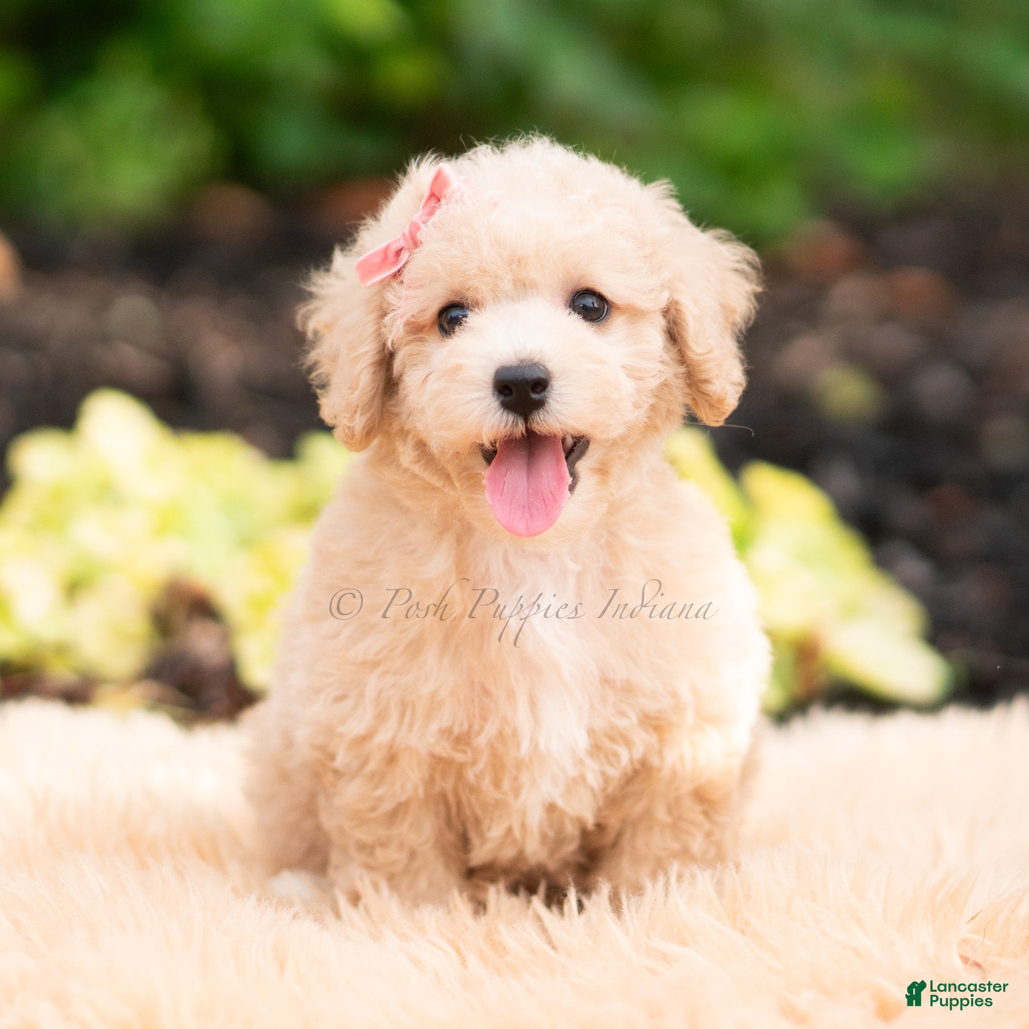 Maltipoo dogs Novelle - Ad 7