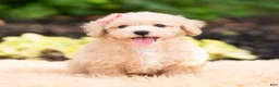 Maltipoo dogs for sale: Novelle - Ad 1