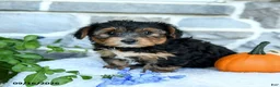 Yochon dogs for sale: Ezra - Ad 4